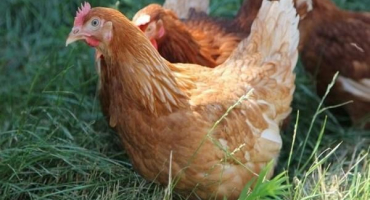 Jak můžete určit věk slepice, znaky a rozdíly mezi starým ptákem a mladým ptákem